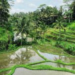 Ubud Bali