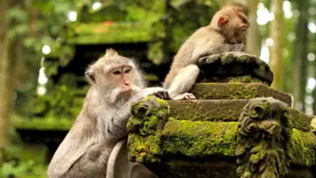 Lari di jalur Hutan Monyet Sangeh dengan pohon tinggi
