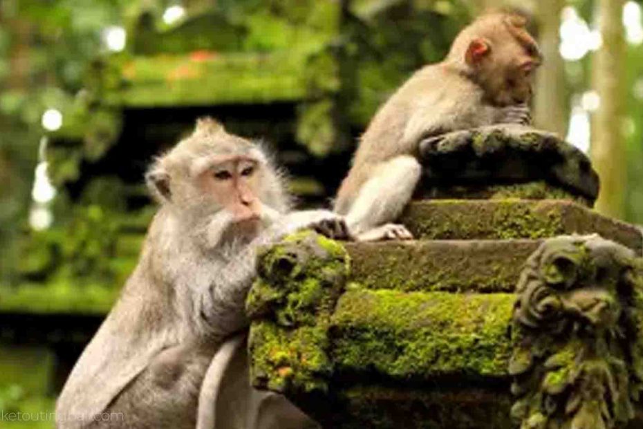 Lari di jalur Hutan Monyet Sangeh dengan pohon tinggi