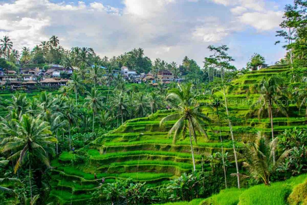 Pemandangan sawah Ubud dalam Liburan 5 Hari di Bali