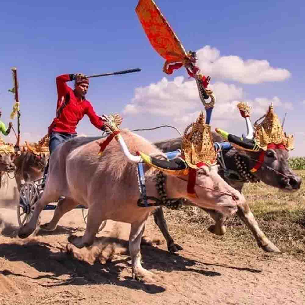 Makepung Jembrana sebagai tradisi unik Bali yang meriah